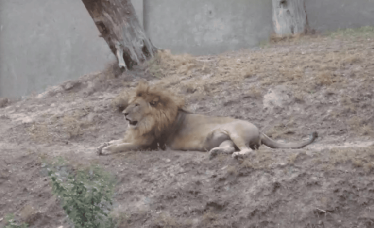  Escaped Lion from Citizen’s Property Shot Dead by Security Guard